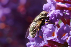 Eristalinus aeneus