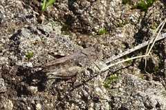 Calliptamus madeirae