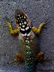 Sceloporus cyanogenys