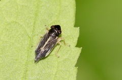 Evacanthus nigramericanus