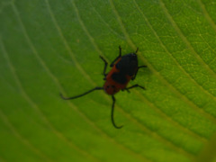 Tetraopes melanurus