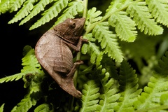 Palleon nasus