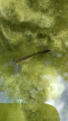 Lissotriton vulgaris