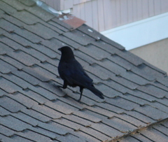 Corvus brachyrhynchos