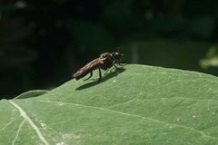 Eudioctria sackeni