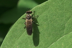 Eudioctria sackeni