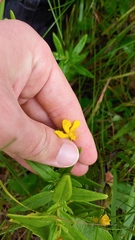 Hypericum sphaerocarpum