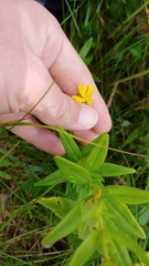 Hypericum sphaerocarpum
