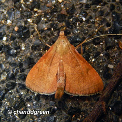 Endotricha theonalis