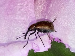 Merhynchites bicolor