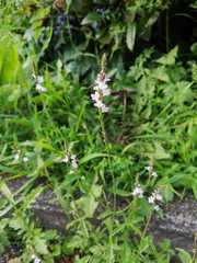 Verbena officinalis