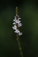 Verbena officinalis