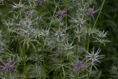 Eryngium hookeri