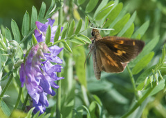 Poanes viator