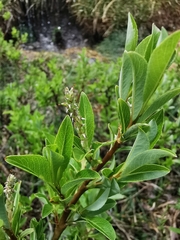 Salix waldsteiniana