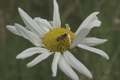 Thecophora modesta