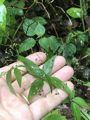 Galium latifolium