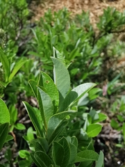 Salix waldsteiniana