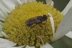 Thecophora modesta