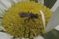Thecophora modesta