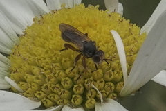Thecophora modesta