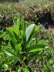 Salix waldsteiniana