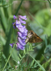 Poanes viator