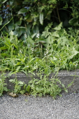 Verbena officinalis