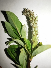 Salix waldsteiniana