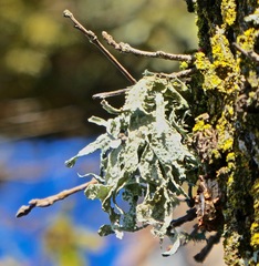 Ramalina leptocarpha