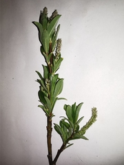 Salix waldsteiniana