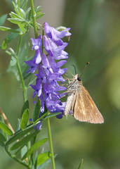 Poanes viator