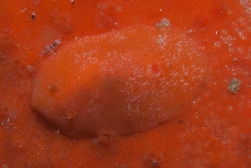 Gargamella elandsia