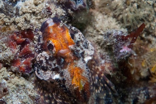 Cremnochorites capensis
