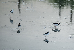 Himantopus mexicanus