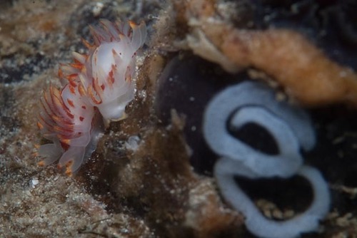 Okenia amoenula