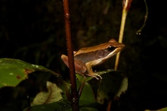 Mantidactylus opiparis