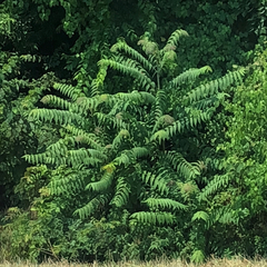 Ailanthus