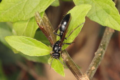Agelaia angulata