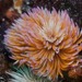 Giant Feather-duster Worm - Photo (c) Georgina Jones, some rights reserved (CC BY-SA), uploaded by Georgina Jones
