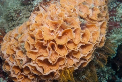 Representative image of Schizoretepora