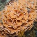 Lacy False Coral - Photo (c) Georgina Jones, some rights reserved (CC BY-SA), uploaded by Georgina Jones