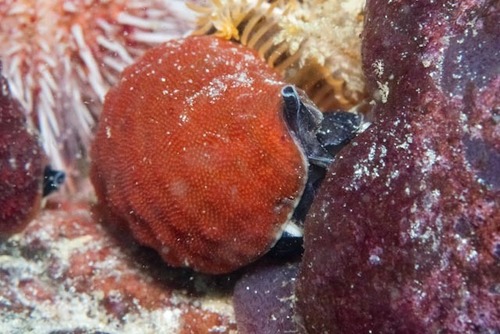 Alcyonidium nodosum