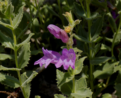 Penstemon montanus montanus
