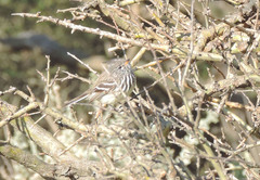 Anairetes flavirostris