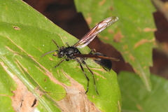 Agelaia angulata