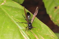 Agelaia angulata