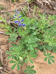 Lupinus subcarnosus