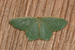 Thalera pistasciaria