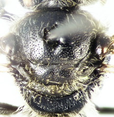 Lasioglossum medinai